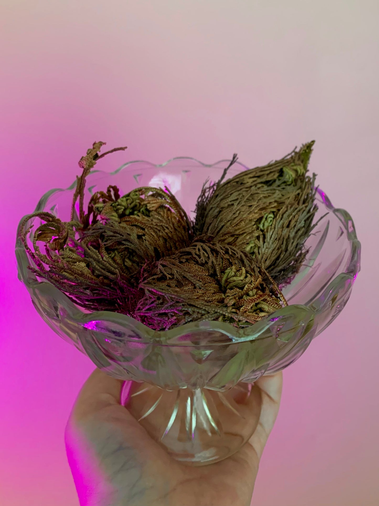 False Rose of Jericho Flower