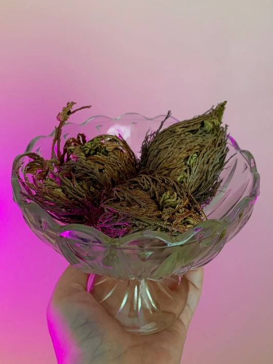 False Rose of Jericho Flower