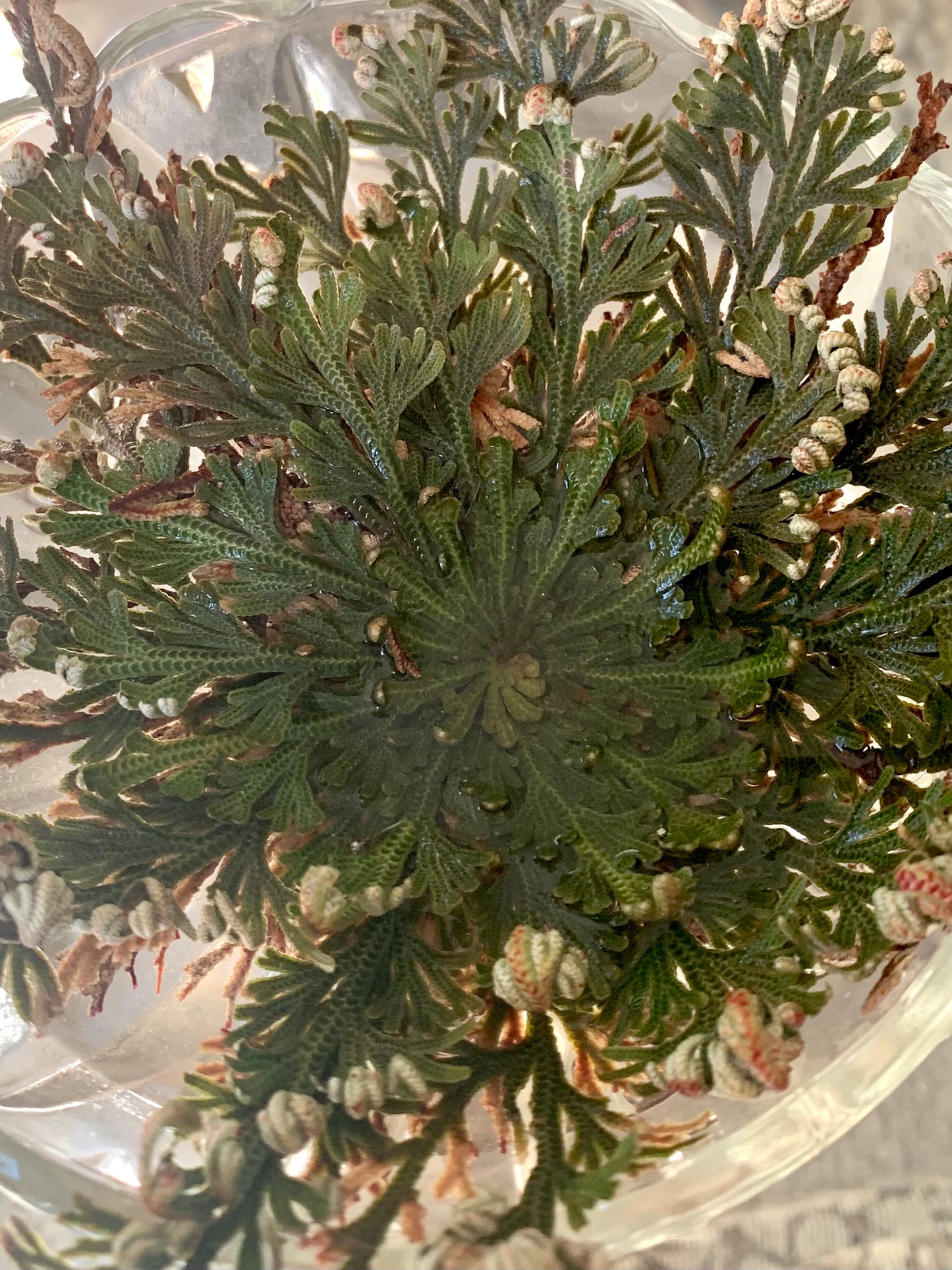 False Rose of Jericho Flower